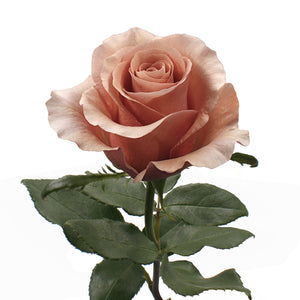 Ecuador RP Moab Brown Singapore Fresh Rose Wholesale Wedding Gifts Premium