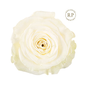 Ecuador RP Aspen White Garden Singapore Fresh Rose Wholesale Wedding Gifts Premium