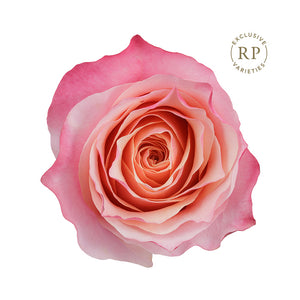 Ecuador RP Flamingo Pink Peach Singapore Fresh Rose Wholesale Wedding Gifts Premium