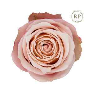 Ecuador RP Lady Eva Beige Brown Garden Singapore Fresh Rose Wholesale Wedding Gifts Premium