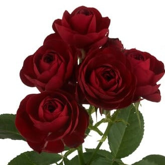 Spray Kenya Red Lace Garden Singapore Fresh Rose Wholesale Wedding Gifts Premium 