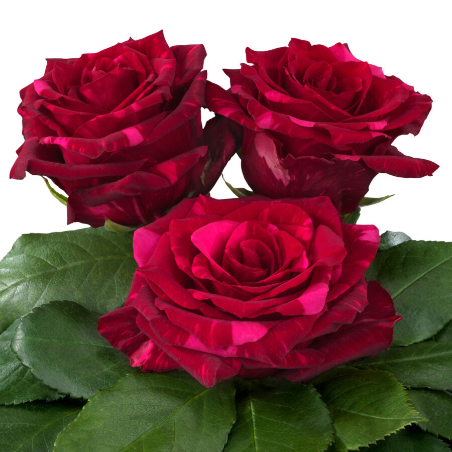 Ecuador Red Panther Pink Singapore Fresh Rose Wholesale Wedding Gifts Premium