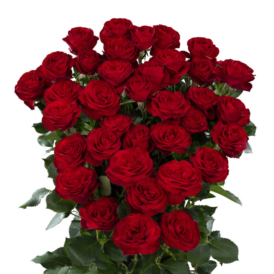 Spray Kenya Red Trendsetter Garden Singapore Fresh Rose Wholesale Wedding Gifts Premium 