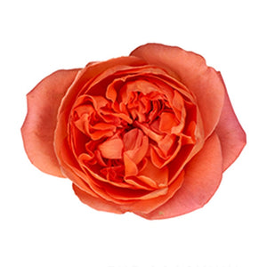 Kenya Rene Goscinny Scented Garden Orange Singapore Fresh Rose Wholesale Wedding Gifts Premium