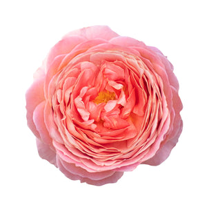 Ecuador Romantic Antike Peach Pink Scented Garden Singapore Fresh Rose Wholesale Wedding Gifts Premium
