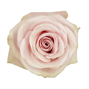 Ecuador Romina Beige Pink Singapore Fresh Rose Wholesale Wedding Gifts Premium