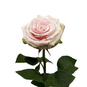 Ecuador Romina Beige Pink Singapore Fresh Rose Wholesale Wedding Gifts Premium