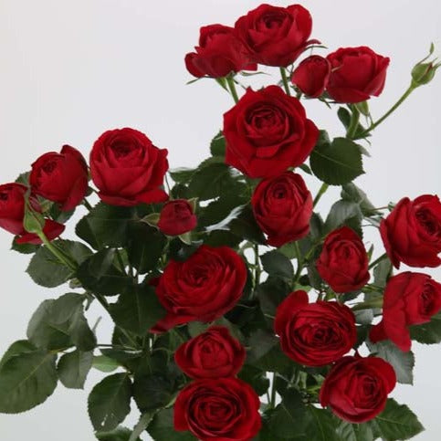 Spray Kenya Ruby Gem Red Garden Singapore Fresh Rose Wholesale Wedding Gifts Premium 