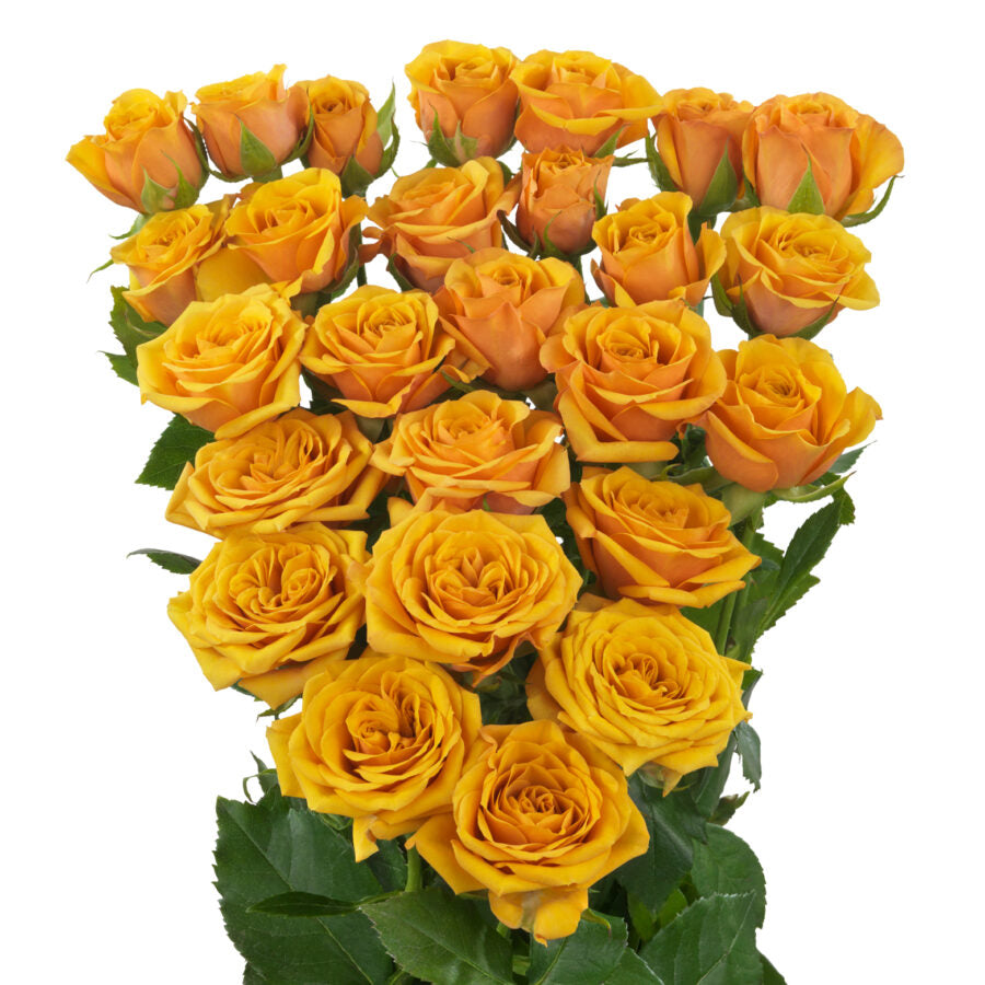 Spray Kenya Saffron Smile Yellow Singapore Fresh Rose Wholesale Wedding Gifts Premium 