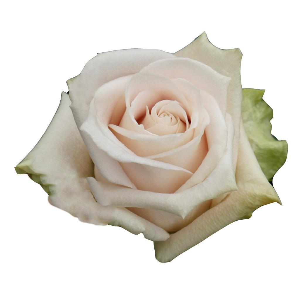 Ecuador Sandy Beige Singapore Fresh Rose Wholesale Wedding Gifts Premium
