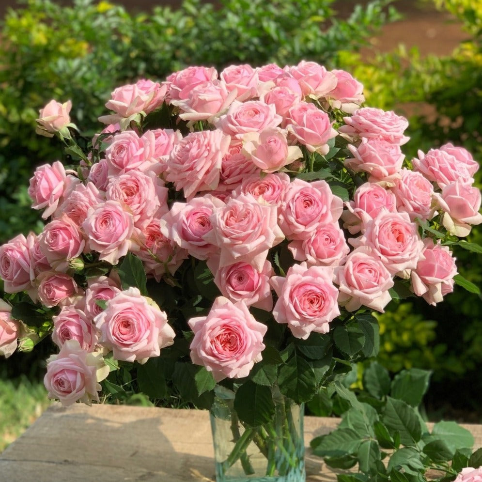 Spray Kenya Satori Pink Singapore Fresh Rose Wholesale Wedding Gifts Premium 