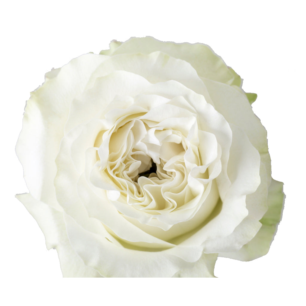 Ecuador Siente White Garden Singapore Fresh Rose Wholesale Wedding Gifts Premium