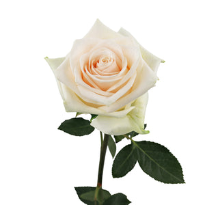 Ecuador Soul Beige White Singapore Fresh Rose Wholesale Wedding Gifts Premium