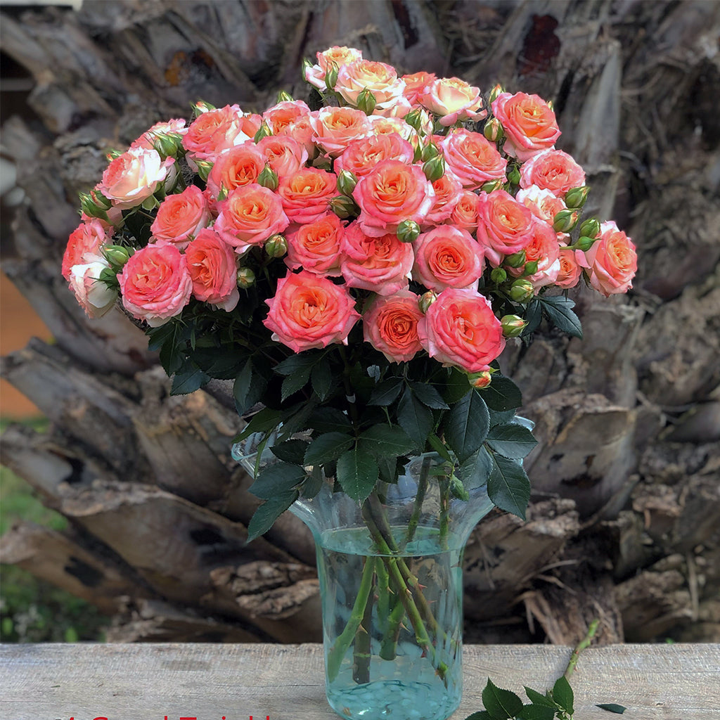 Kenya Peach Orange 4 Good Twinkles Garden Spray Rose, Singapore Wholesale Fresh Wedding Premium Gifts