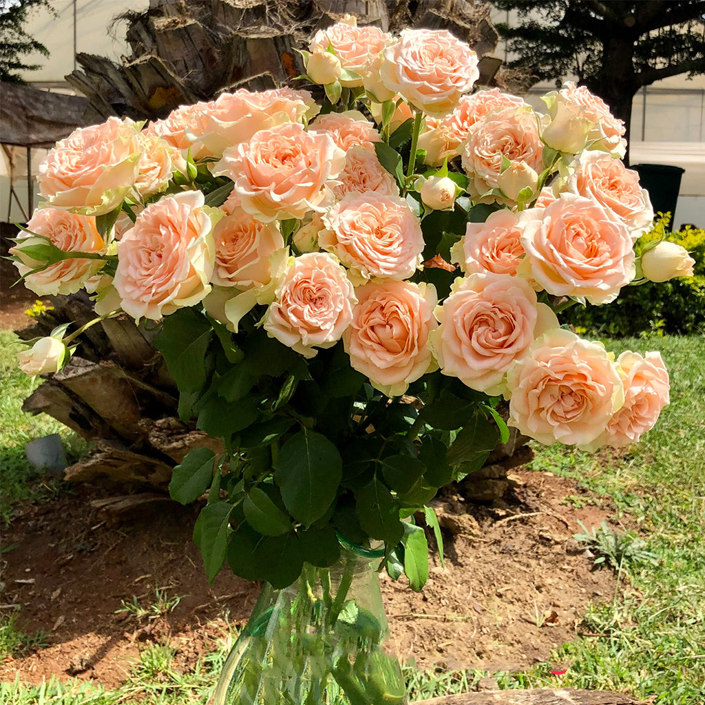 Kenya Peach 4 Good Wedding Garden Spray Rose, Singapore Wholesale Fresh Wedding Premium Gifts