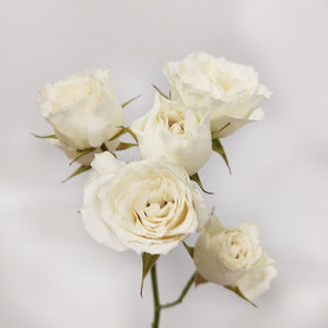 Kenya White 4 Good White Garden Spray Rose, Singapore Wholesale Fresh Wedding Premium Gifts