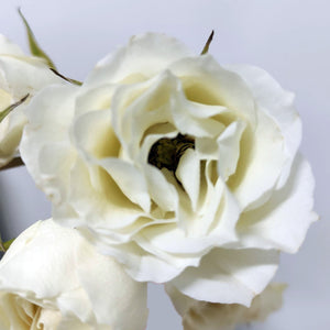 Kenya White 4 Good White Garden Spray Rose, Singapore Wholesale Fresh Wedding Premium Gifts
