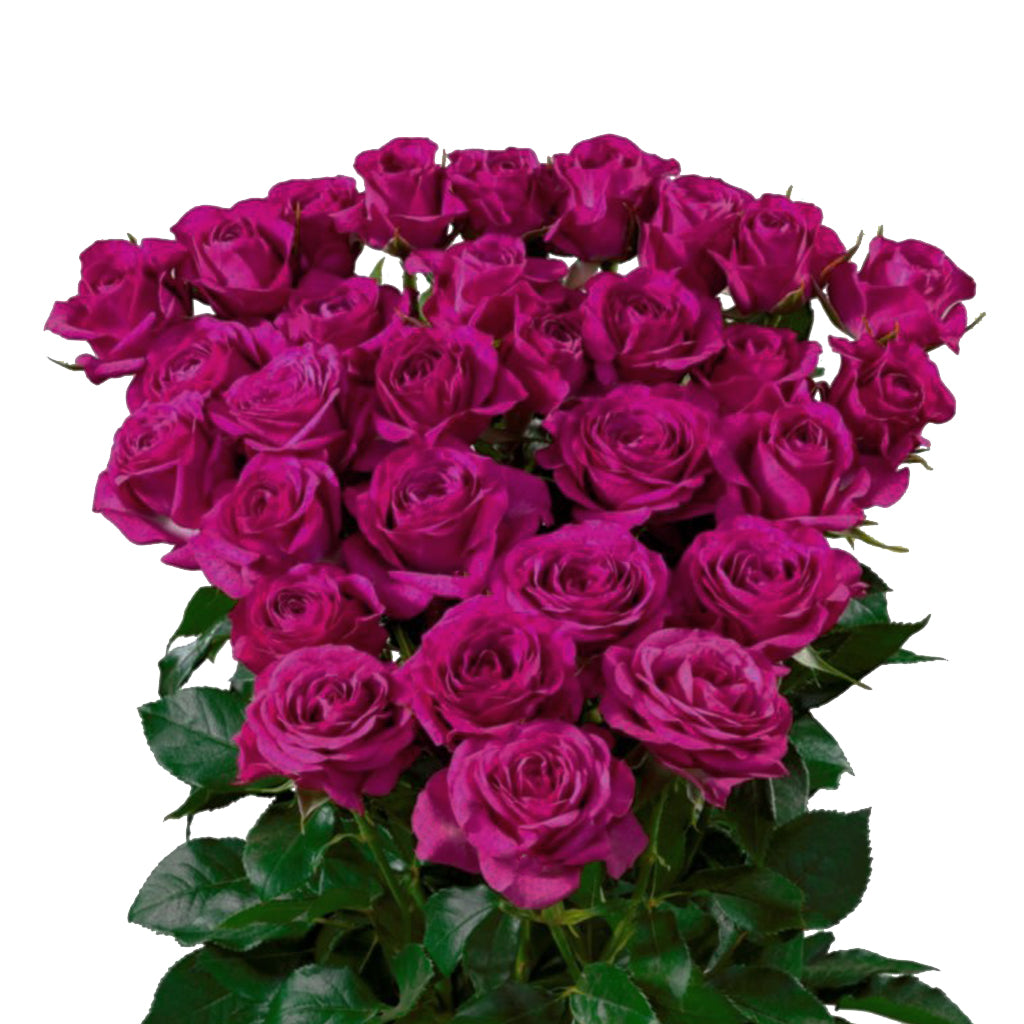 Spray Kenya Cheyenne Garden Purple Singapore Fresh Rose Wholesale Wedding Gifts Premium Side