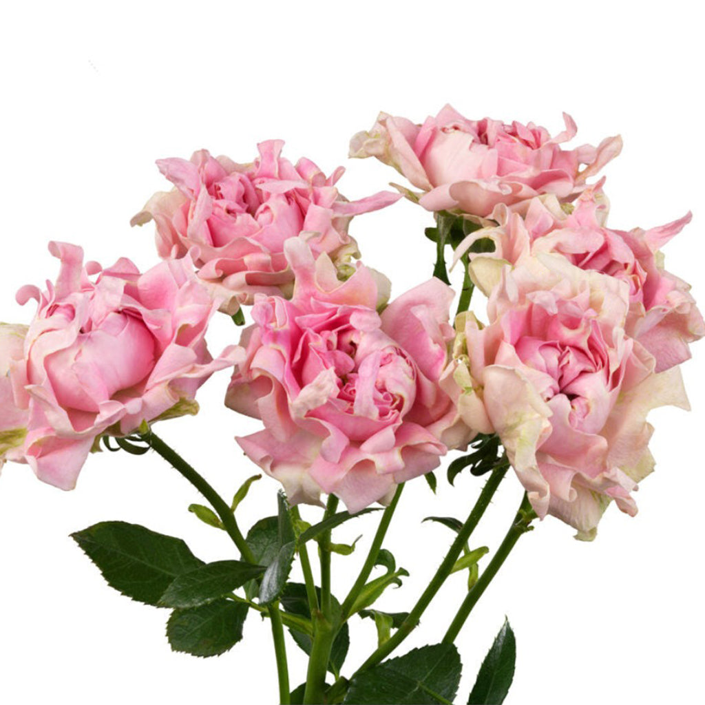 Kenya Pink Chakra Garden Spray Rose from # Hashtag series, Singapore Wholesale Fresh Wedding Premium Gifts