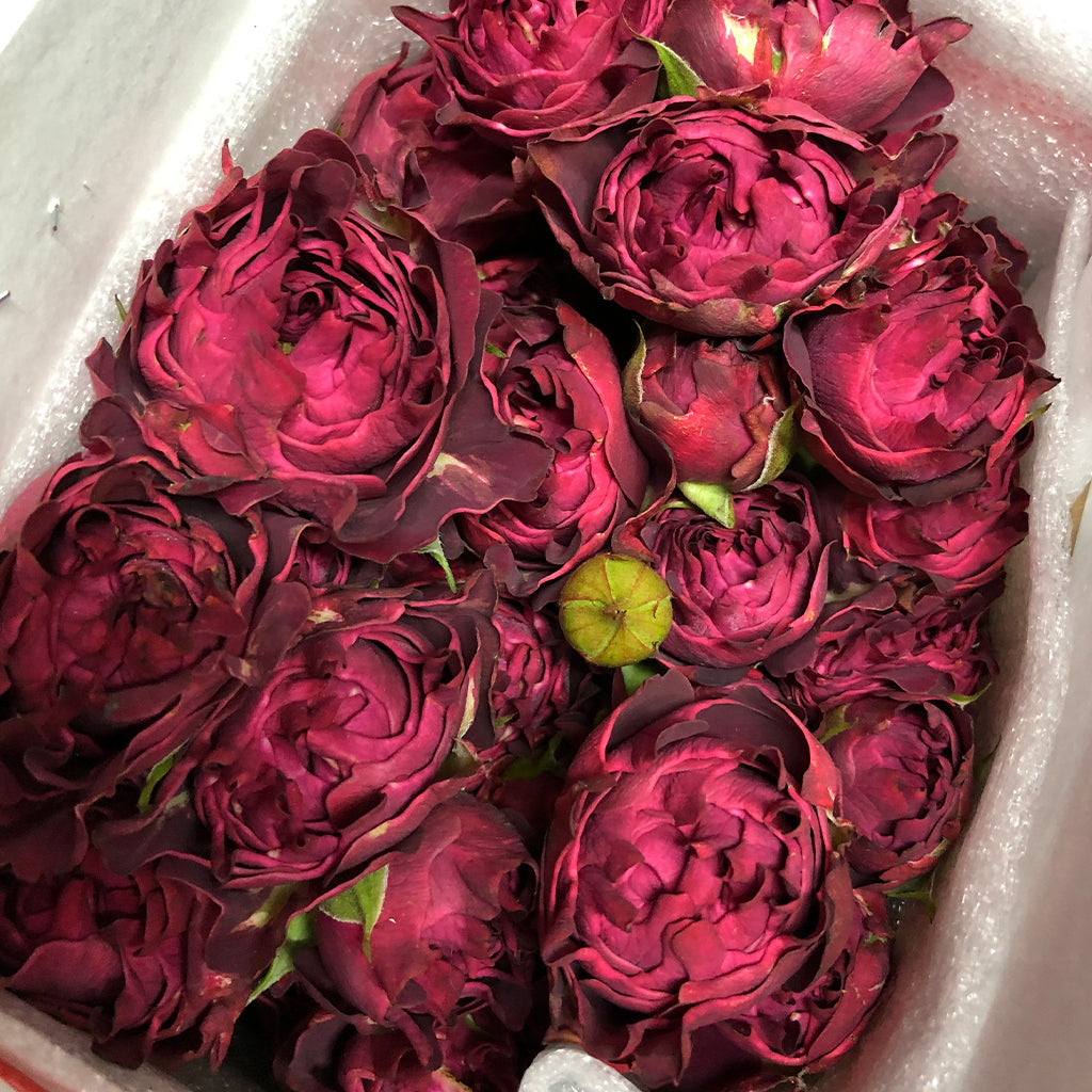 Kenya Red Fun Garden Spray Rose from # Hashtag series, Singapore Wholesale Fresh Wedding Premium Gifts
