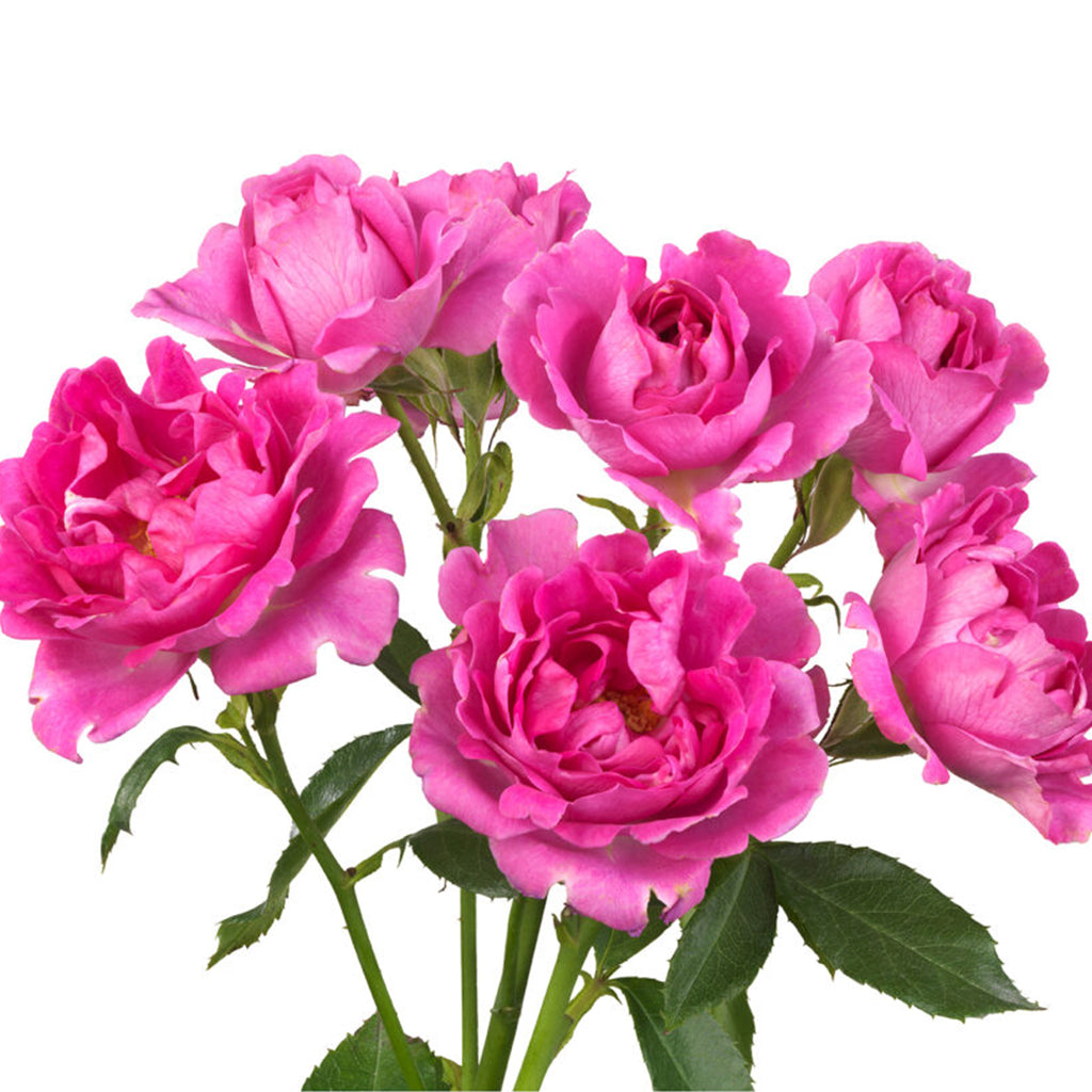 Kenya Cerise New Look Garden Spray Rose from # Hashtag series, Singapore Wholesale Fresh Wedding Premium Gifts