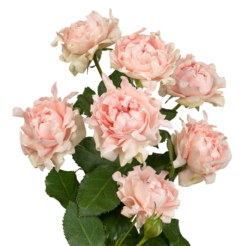 Kenya Pink Sofine Garden Spray Rose from # Hashtag series, Singapore Wholesale Fresh Wedding Premium Gifts