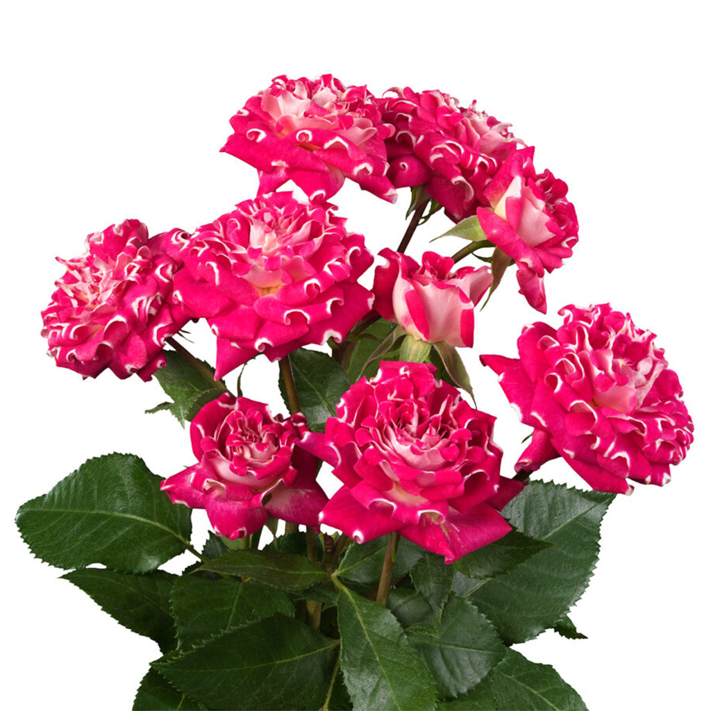 Kenya Cerise White Wish Garden Spray Rose from # Hashtag series, Singapore Wholesale Fresh Wedding Premium Gifts