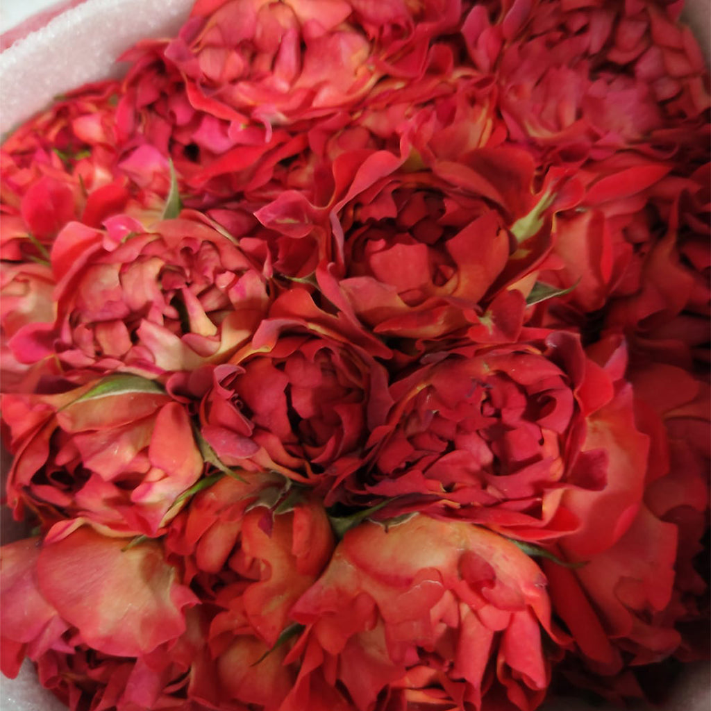 Kenya Orange Yang Garden Spray Rose from # Hashtag series, Singapore Wholesale Fresh Wedding Premium Gifts