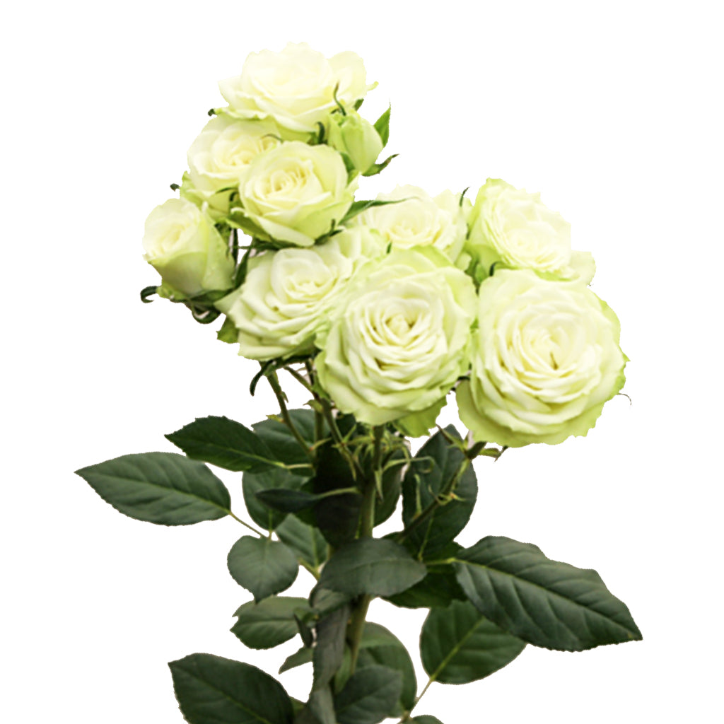Spray Kenya Mint Tea Green White Singapore Fresh Rose Wholesale Wedding Gifts Premium 