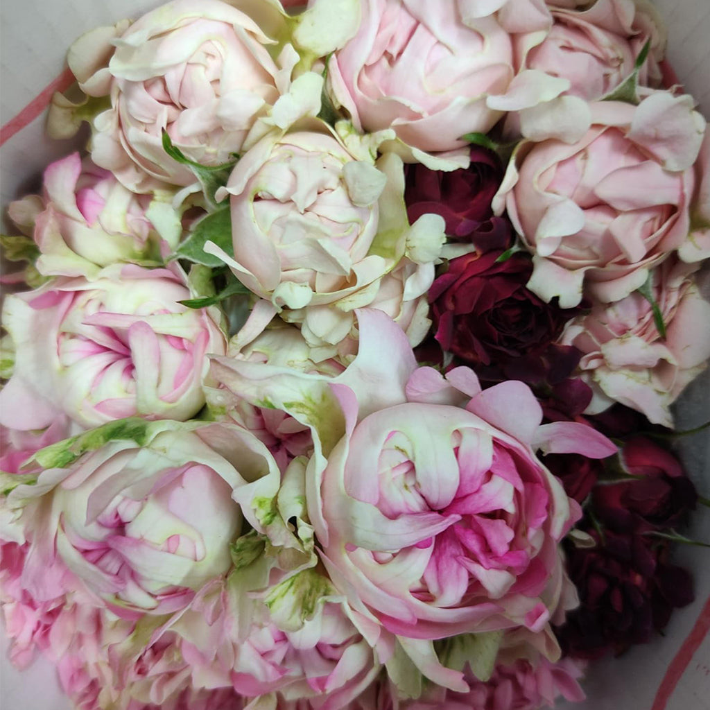 Kenya Pink Red Assorted Garden Spray Rose from # Hashtag series, Singapore Wholesale Fresh Wedding Premium Gifts