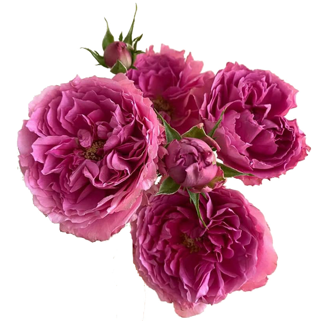 Kenya Princess Meiko Cerise Garden Singapore Fresh Rose Wholesale Wedding Gifts Premium