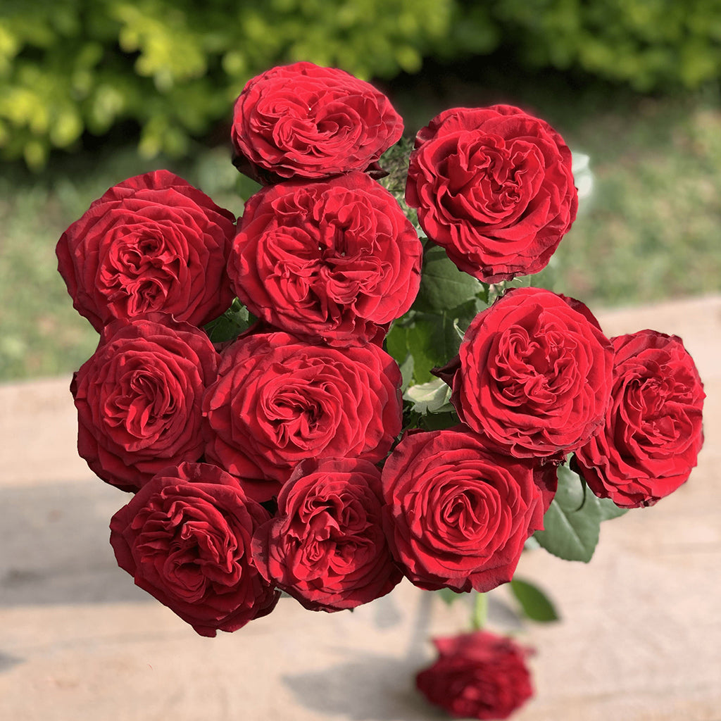 Kenya Pop Up Red Garden Singapore Fresh Rose Wholesale Wedding Gifts Premium