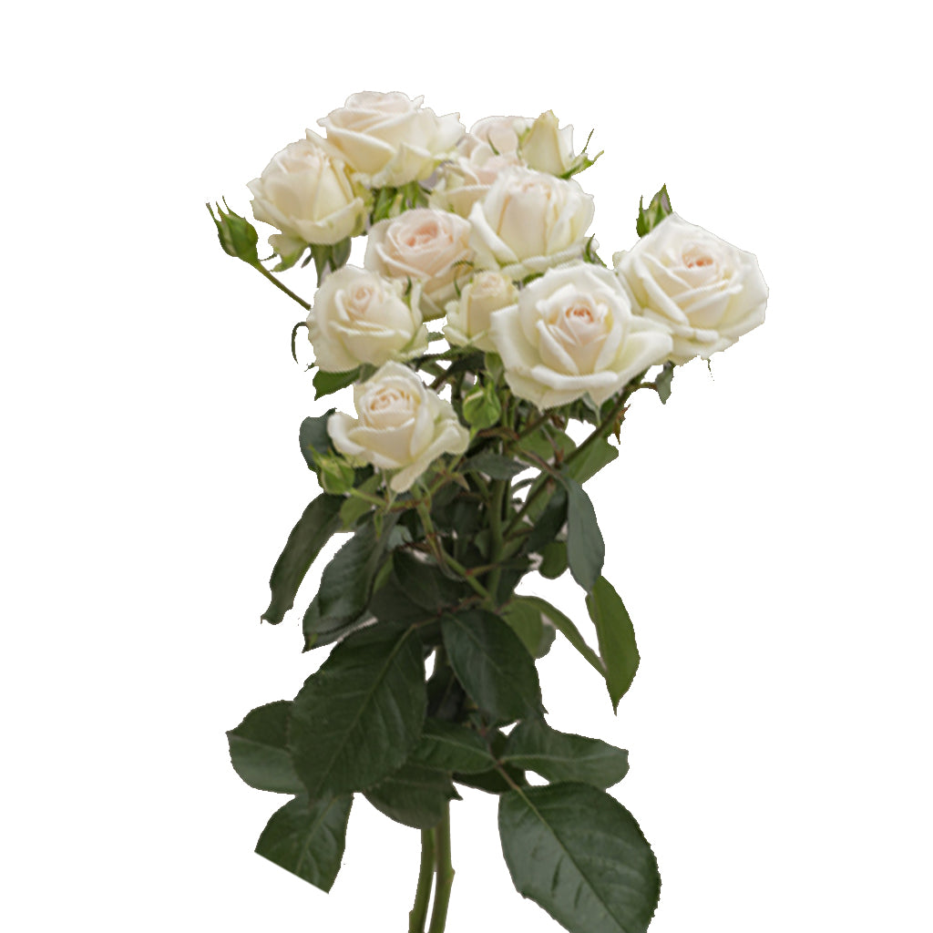 Spray Kenya Queen White Peach Singapore Fresh Rose Wholesale Wedding Gifts Premium 