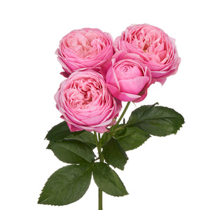 Spray Kenya Silva Pink Garden Singapore Fresh Rose Wholesale Wedding Gifts Premium 