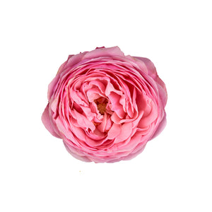 Spray Kenya Silva Pink Garden Singapore Fresh Rose Wholesale Wedding Gifts Premium 