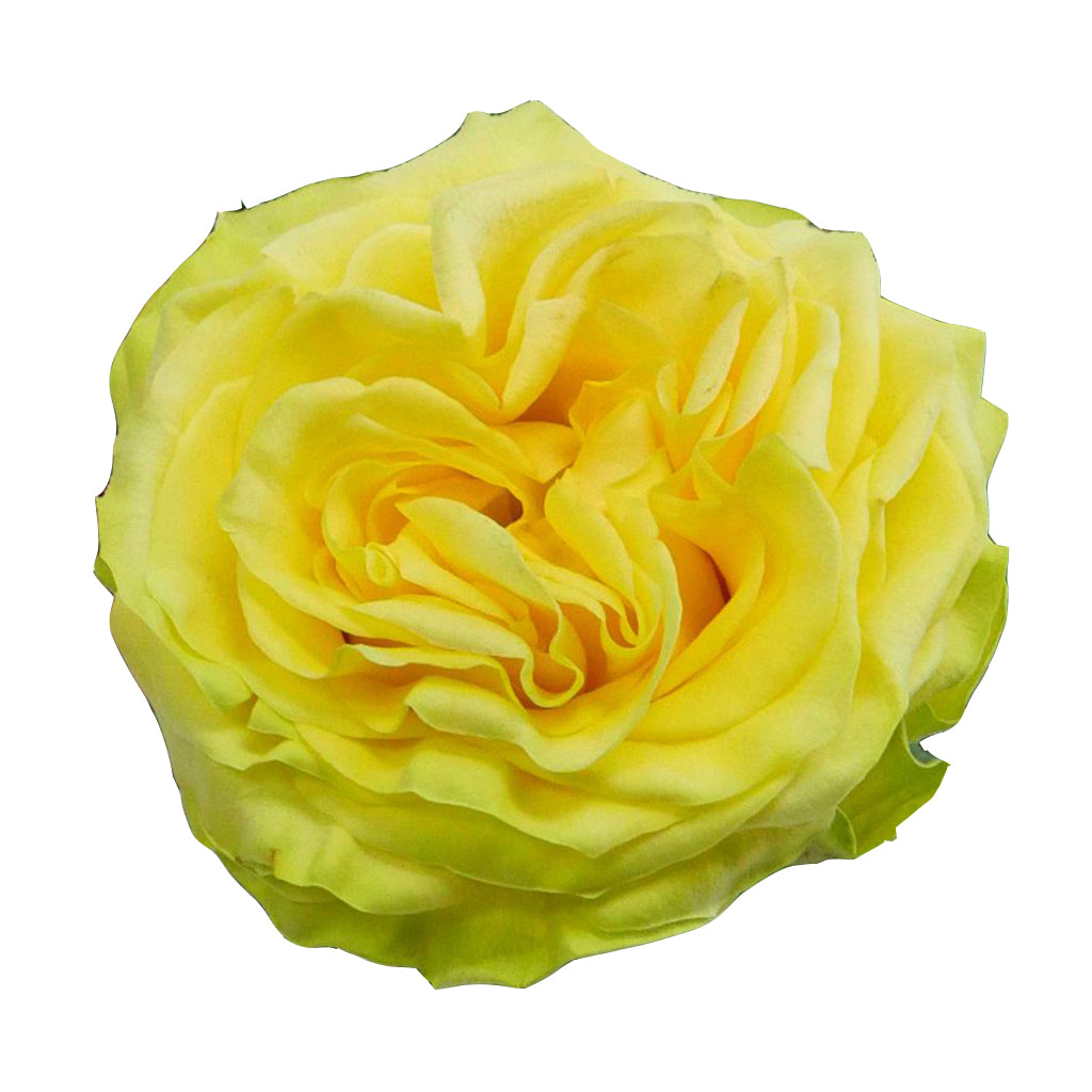 Ecuador Starwalker Yellow Garden Singapore Fresh Rose Wholesale Wedding Gifts Premium
