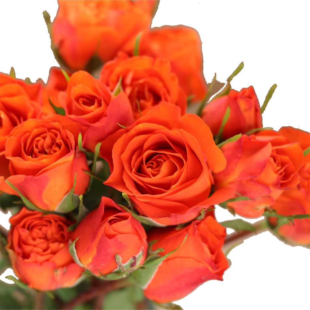 Spray Kenya Sunset Follies Orange Garden Singapore Fresh Rose Wholesale Wedding Gifts Premium 