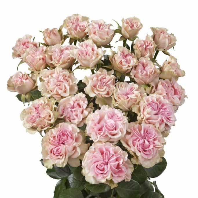 Spray Kenya Sweet Flow Pink Garden Singapore Fresh Rose Wholesale Wedding Gifts Premium 