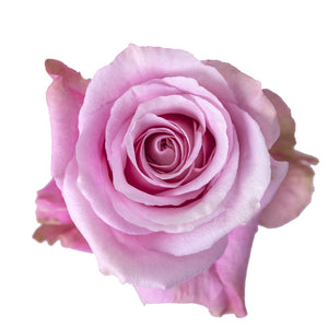 Ecuador Sweet 4 Love Purple Pink Singapore Fresh Rose Wholesale Wedding Gifts Premium