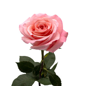 Ecuador Sweet Mama Beige Pink Singapore Fresh Rose Wholesale Wedding Gifts Premium