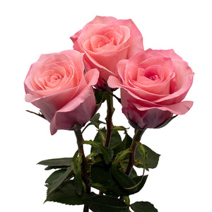 Ecuador Sweet Mama Beige Pink Singapore Fresh Rose Wholesale Wedding Gifts Premium
