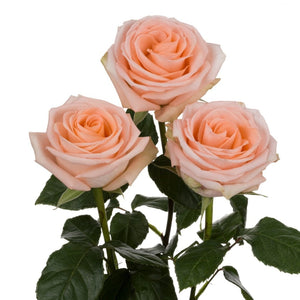 Ecuador Tiffany Peach Singapore Fresh Rose Wholesale Wedding Gifts Premium