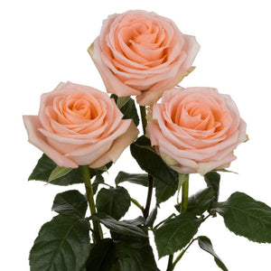Ecuador Tiffany Peach Singapore Fresh Rose Wholesale Wedding Gifts Premium