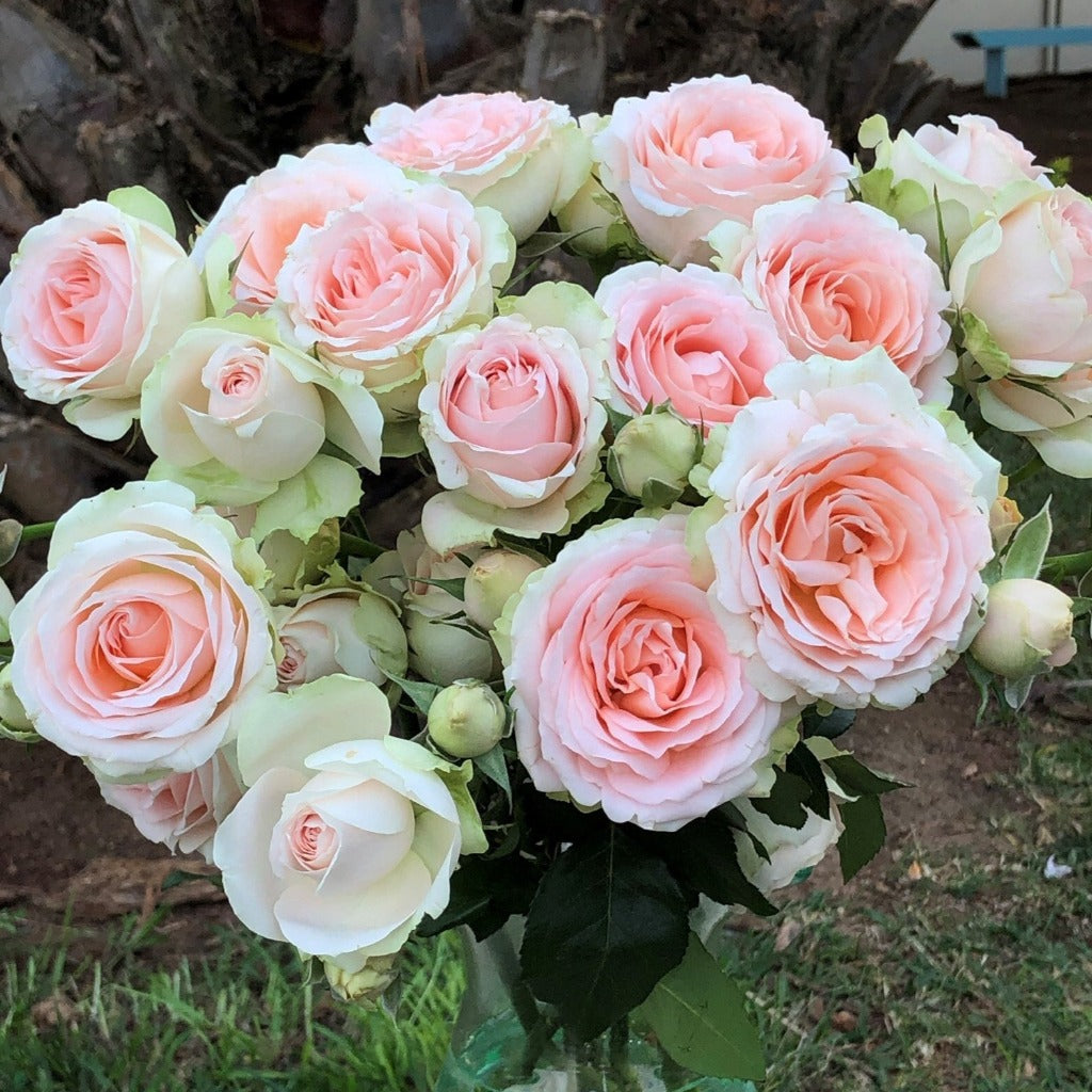 Spray Kenya Tender Blossom Pink White Garden Singapore Fresh Rose Wholesale Wedding Gifts Premium 