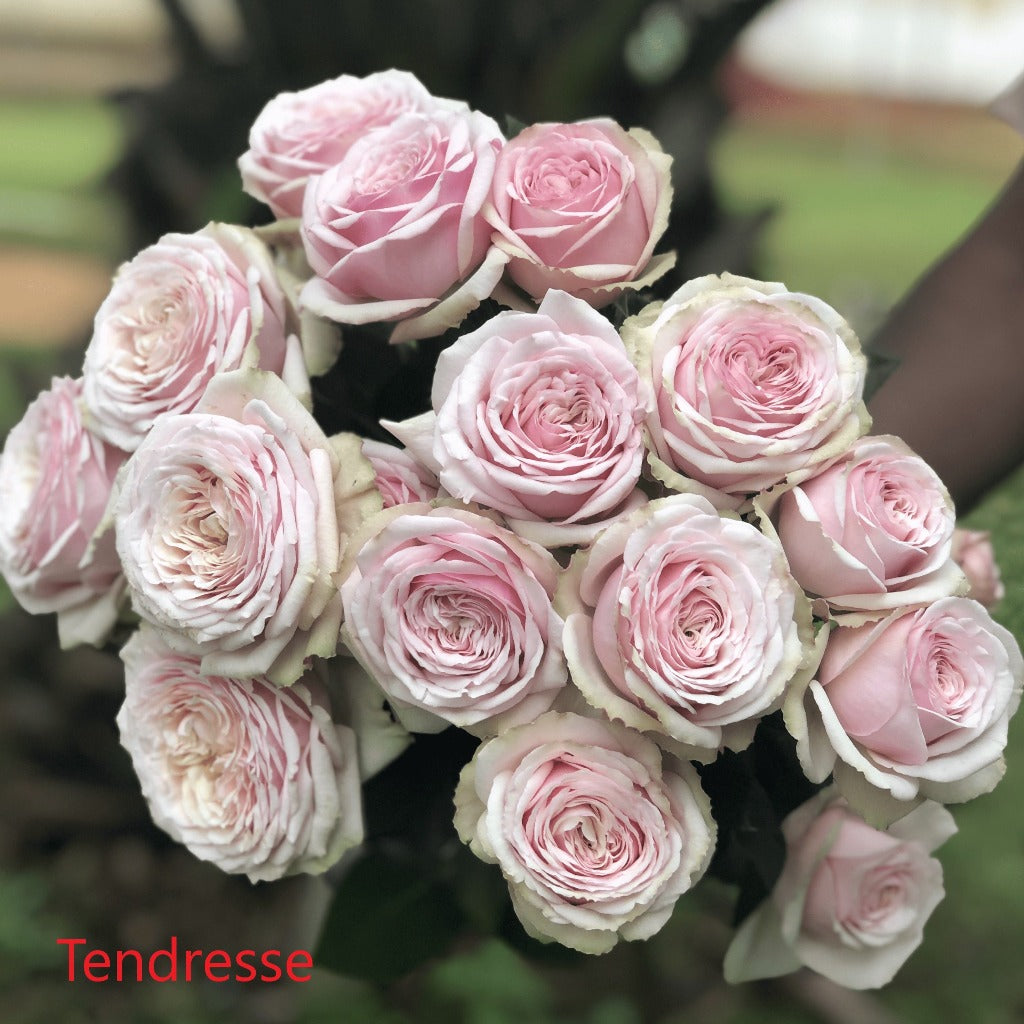 Spray Kenya Tendresse Pink White Garden Singapore Fresh Rose Wholesale Wedding Gifts Premium