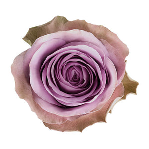 Ecuador Tiara Purple Singapore Fresh Rose Wholesale Wedding Gifts Premium