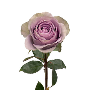 Ecuador Tiara Purple Singapore Fresh Rose Wholesale Wedding Gifts Premium