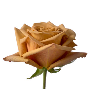 Ecuador Toffee Yellow Brown Singapore Fresh Rose Wholesale Wedding Gifts Premium