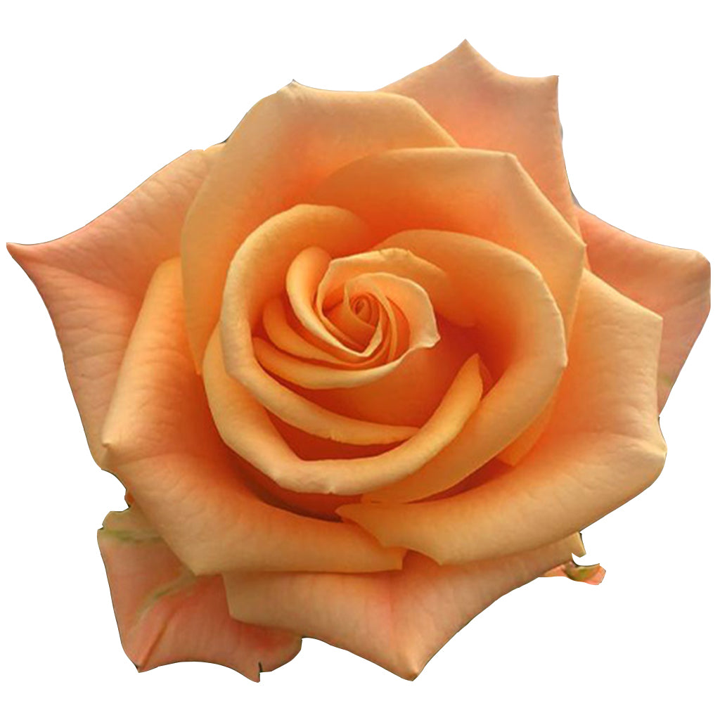Ecuador Tropic Crush Orange Singapore Fresh Rose Wholesale Wedding Gifts Premium