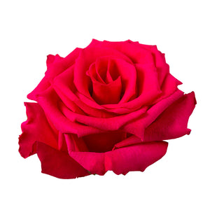 Ecuador VI Pink Cerise Singapore Fresh Rose Wholesale Wedding Gifts Premium